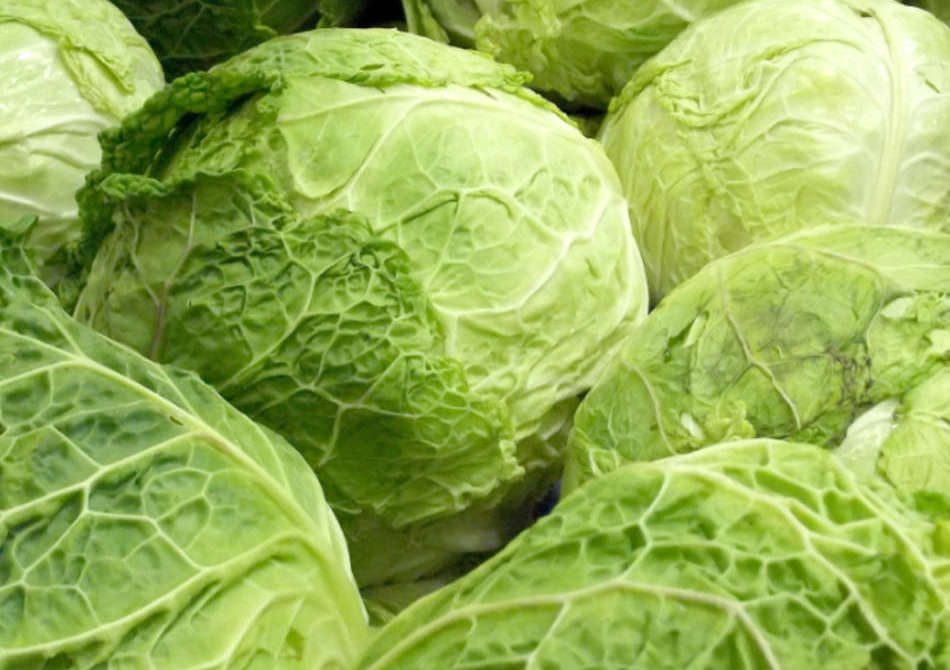 Green cabbage at WYCO Produce