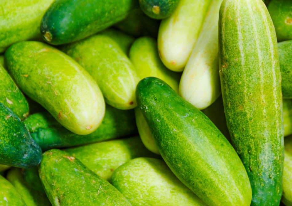 Sweet bell peppers at WYCO Produce