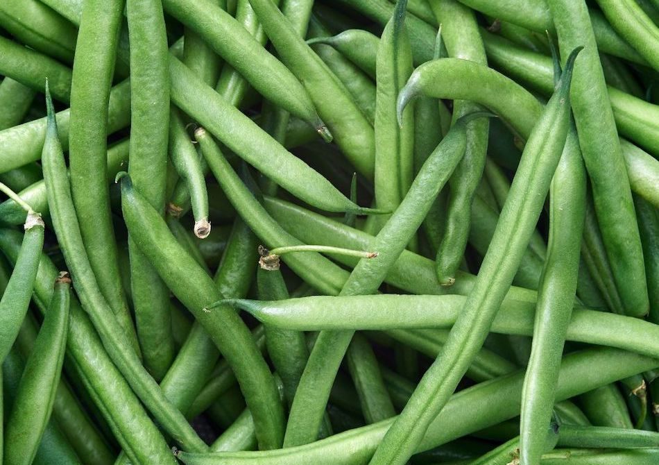 Green beans at WYCO Produce